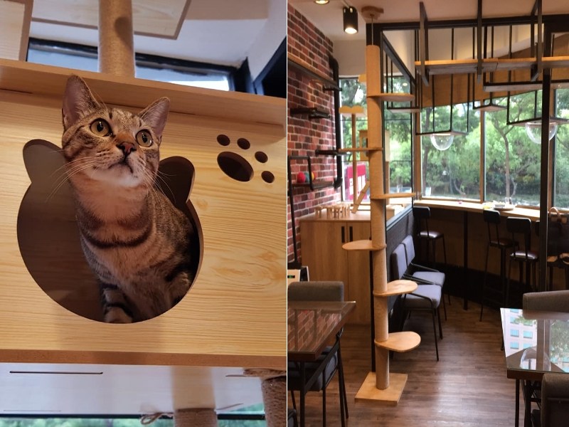 寵毛趴趴走／寵物餐廳打造貓咪遊樂園　超療癒店貓讓貓奴紛朝聖（圖／寵毛網）