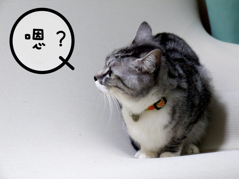 喵星人小學堂／為什麼貓咪有時會發出「嗯？」的聲音？
