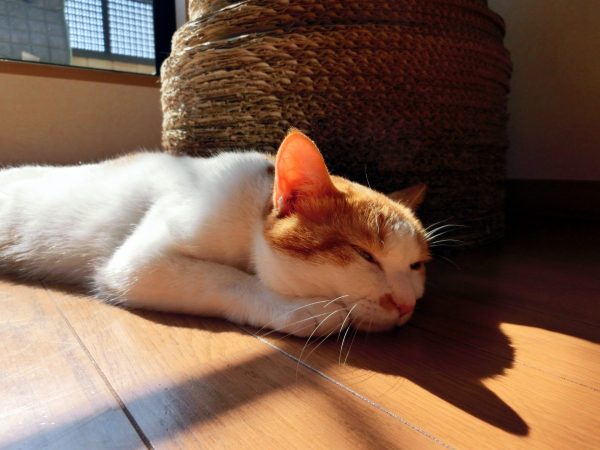 明明夏天熱得要命，為什麼貓咪還是愛曬太陽？（圖／photo-ac）