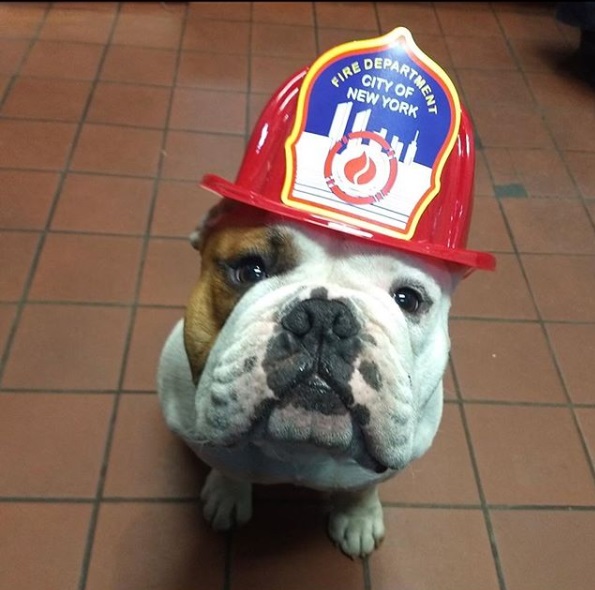可愛的Riggs已經不只是消防局的吉祥物，更是哈林區的在地偶像。