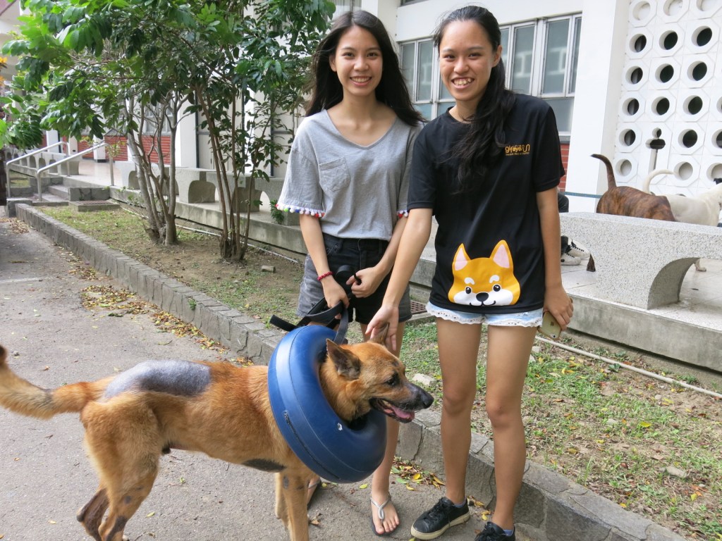 學校也有毛小孩／愛狗社同學用心照顧　輔大狗狗好幸福！（圖／寵毛網）