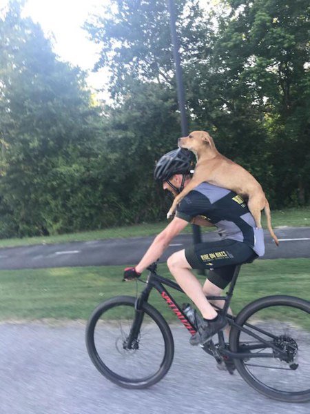 傑瑞在哥倫布的郊區發現了一隻車禍受傷的狗狗，無法坐視不管的他決定背著牠騎車到市區就醫。（圖／facebook＠jarrett.little.9）
