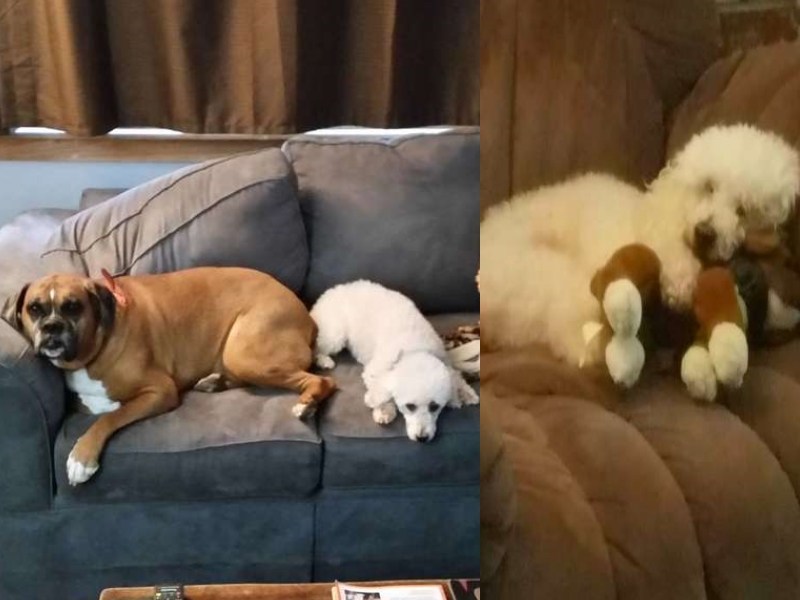 汪星人最要好朋友去世　牠抱著毛茸茸玩具才能入眠（圖／寵毛網）