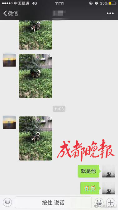 熱心網友還傳圖給汪姓主人，確認找到的狗狗是否是花豬。（圖／翻攝自成都商報》）