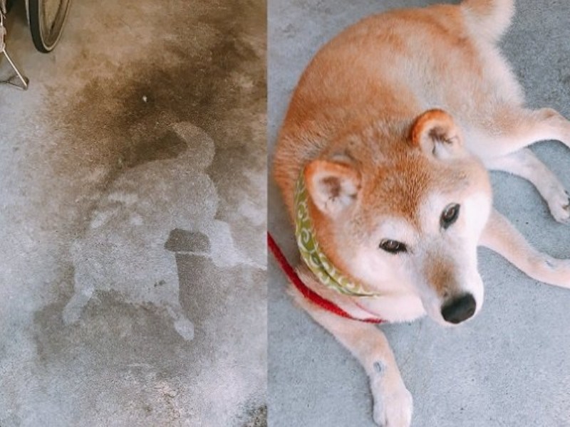 日本持續高溫嚇壞人　地上出現疑似命案現場的「犬拓」（圖／寵毛網）
