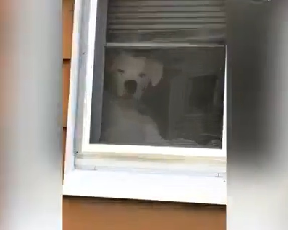 再往前走一點，狗狗立刻跳到下一扇窗戶！就是要死盯著他！