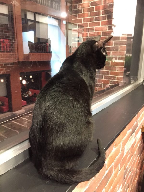 歐羅肥雖然名字帶了土氣，但帥氣黑貓的背影壓根就是貓界美男子！