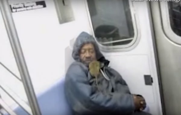 紐約老鼠十分囂張，在地鐵列車上還會趁乘客不注意而爬上身。