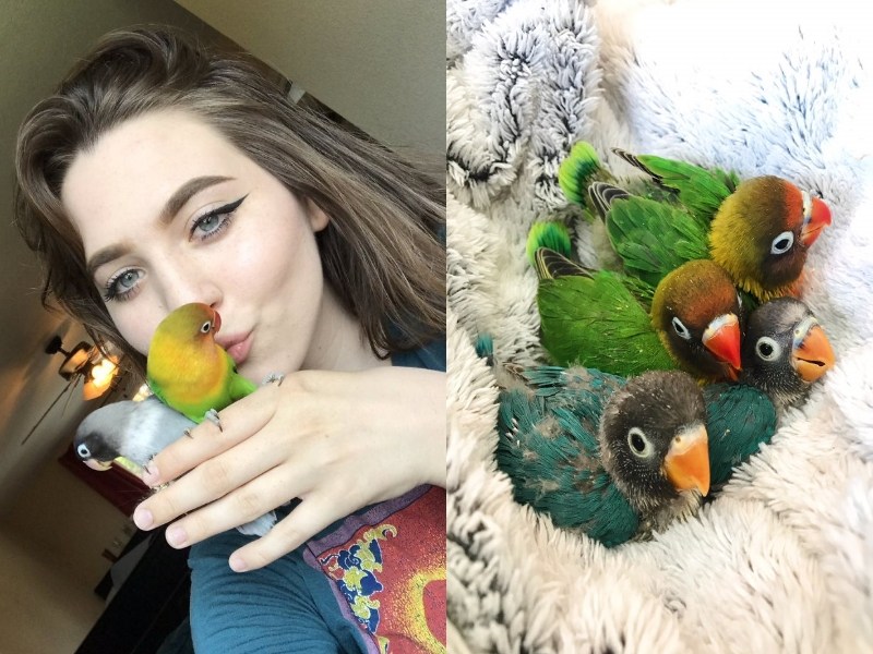 鸚鵡的坎坷戀愛史　最後譜出超甜蜜「童話故事」（圖／寵毛網）