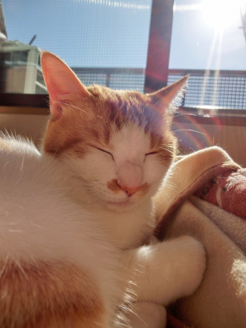 原來貓咪不是夏天也愛曬太陽，而是剛好喜歡的位子有太陽啊～（圖／photo-ac）