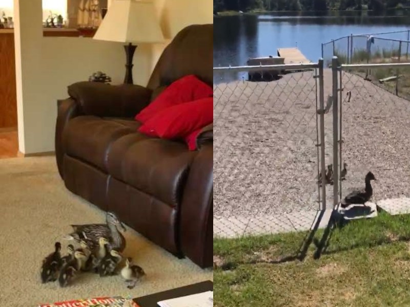 鴨子家庭探險記　可愛模樣讓人驚呼「多來幾次也沒關係」（圖／寵毛網）