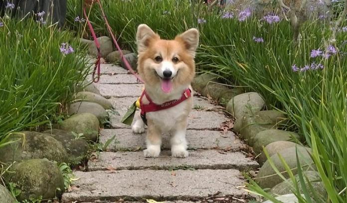 ▲最新「門外犬行為危機指數大調查」指出，逾六成家犬未定期投藥暴露於犬心絲蟲與寄生蟲高風險。（圖／資料照片）