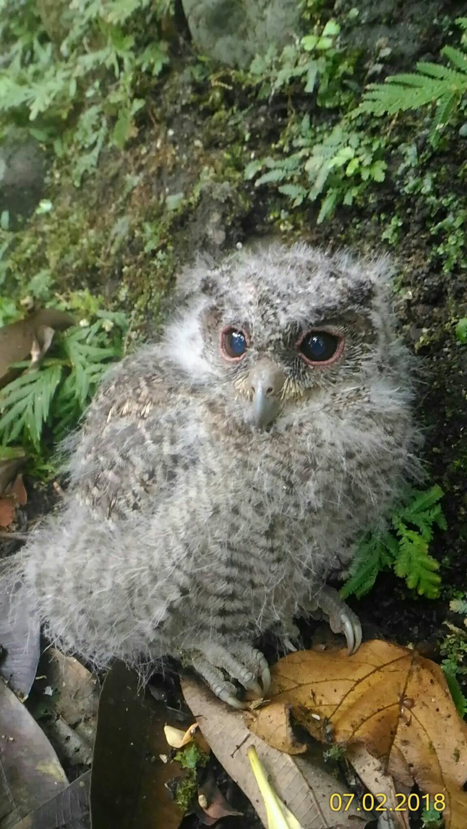 ▲石門水庫步道上迷途的領角鴞幼鳥，還好遇見愛鳥的登山客送動物保護處救回一命。（圖／拍鳥俱樂部成員鍾燕光拍攝 , 2018.07.03）