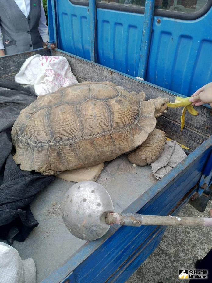 救助流浪蘇卡達象龜　小鮮肉警犧牲自己香蕉餵食
