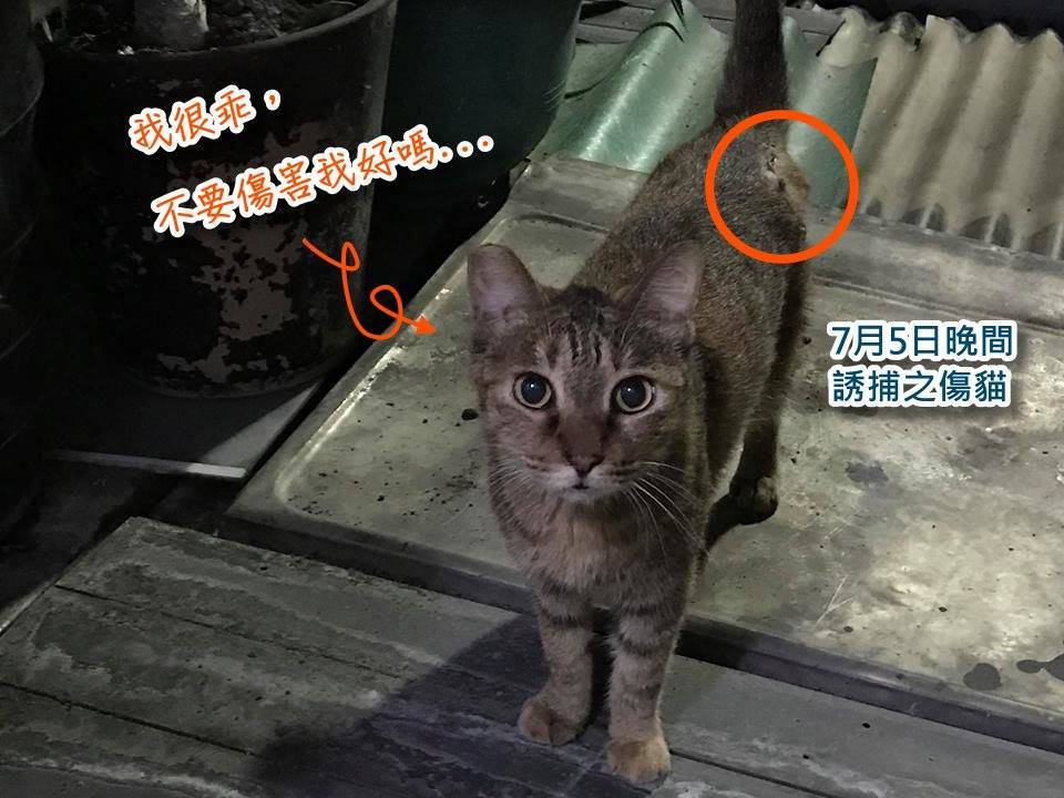 ▲TNR 協會表示，受傷的貓咪傷口位置與被害手法一致，疑為有心人士故意虐貓。（圖／翻攝自 TNR 協會臉書\\)