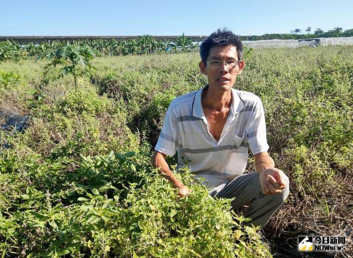 ▲從機械工程轉行務農，48歲蔡博安4年前返鄉種有機蔬菜。（圖／農糧署南區分署提供）