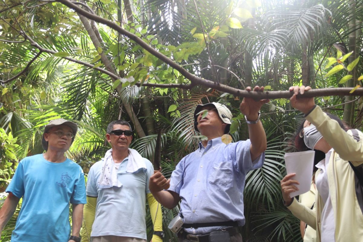 ▲新北市首創全國推動樹木修剪認證制度，維護樹木的健康與美觀。（圖／新北市景觀處提供）