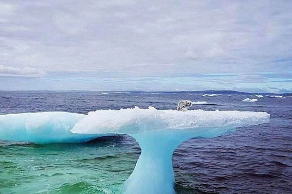 ▲日前有 3 名加拿大的漁民，在海面上發現一座即將崩塌的漂浮冰山，冰山上頭隱隱約約有個「小黑影」。（圖／翻攝自臉書 , 2018.7.9）