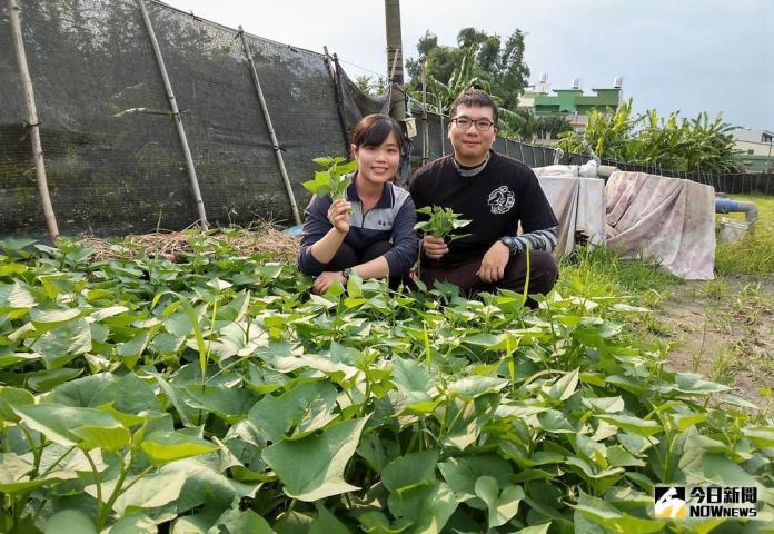 年輕情侶堅持有機農作　蔬食供校園
