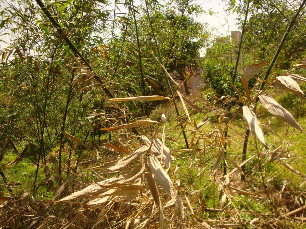 ▲綠竹開花後營養耗盡，無法繼續產筍，必須砍除更新。（圖／新北市農業局提供）