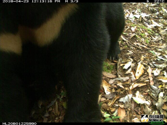 ▲黑熊寶寶好奇的靠近監控攝影機。（圖／花蓮林管處提供）