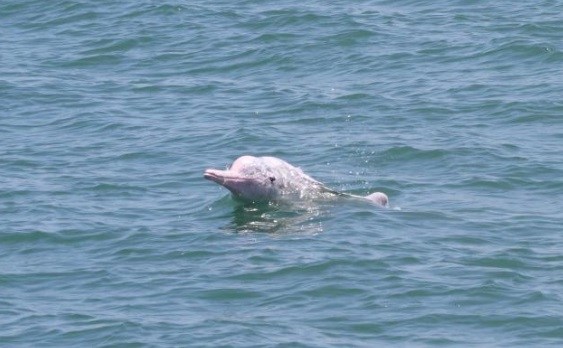台中港外港區擴建恐影響白海豚　應進行二階環評

