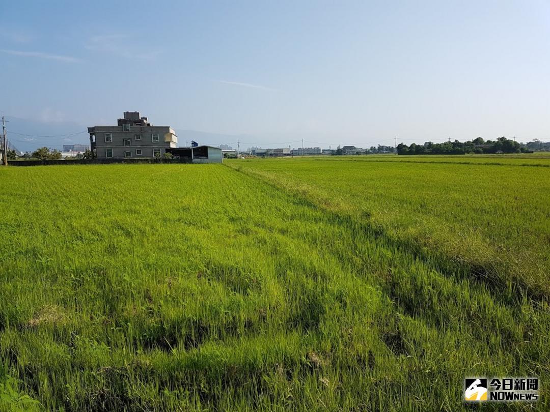▲宜蘭地區休耕農田種植綠肥作物以田菁為主，每公頃可獲4萬5千元獎勵金。（圖／記者李清貴攝 , 2018.07.29\\)