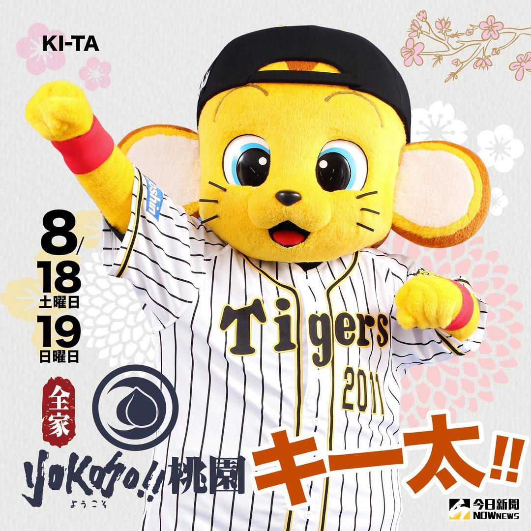 ▲阪神虎吉祥物キー太。（圖／猿隊提供）