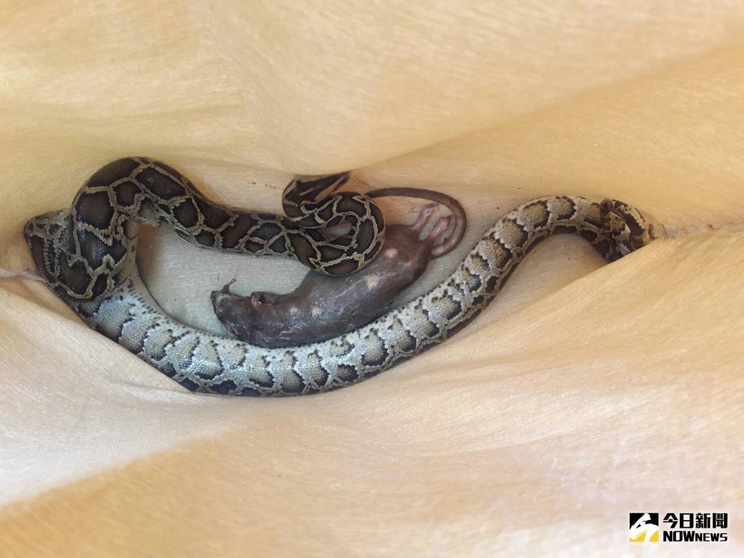 ▲1隻身長174公分的緬甸蟒陷入金湖鎮農田的網具內，縣府建設處獲報前往帶回。（圖／金門縣府提供 , 2018.07.31）