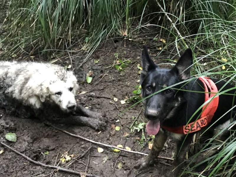 拯救同伴讓我來！專門搜尋走失寵物的英勇汪星人（圖／寵毛網）