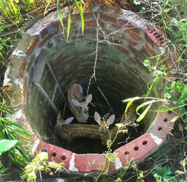 三隻超可愛的小鹿竟意外出現在廢棄古井中。（圖／翻攝自thedodo）