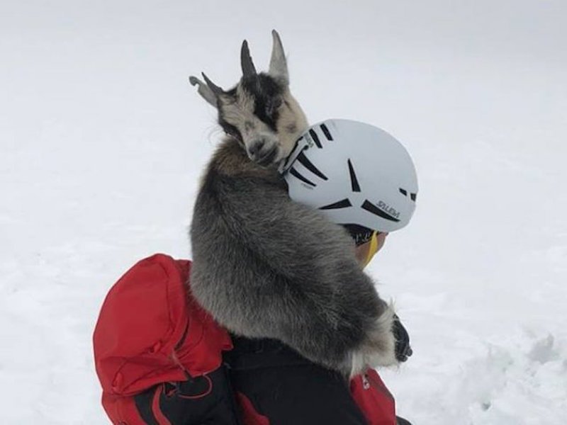 山羊攻頂後不願下山　幸得搜救隊拯救安然返家（圖／寵毛網）