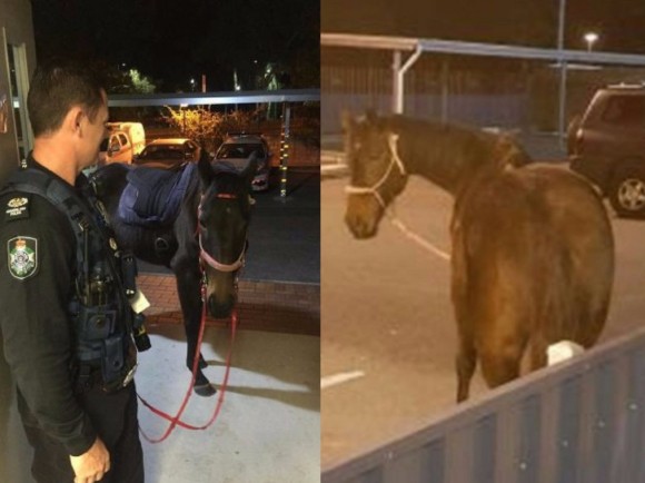 澳洲昆士蘭警方4日深夜接獲通報，指一名婦女騎馬到一間酒類專賣店買酒，離開時疑似酒駕。