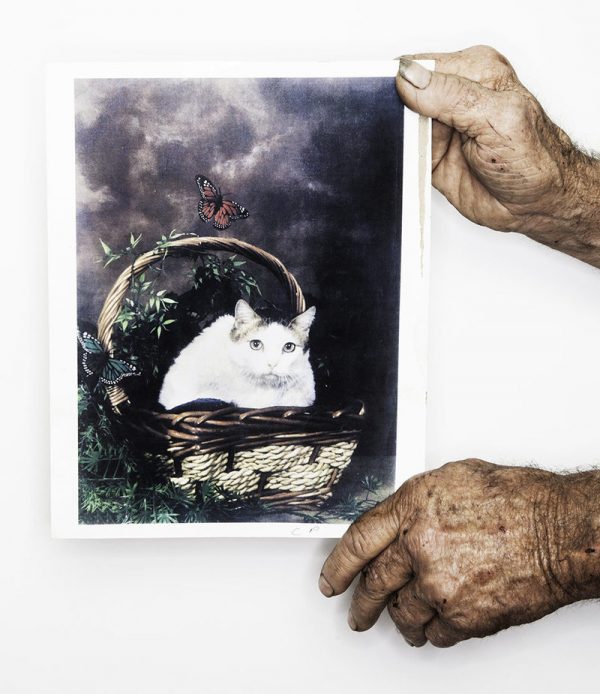 Creme Puff是2010年金氏世界紀錄「活的最老的貓咪」的保持者，牠一共活了38年。