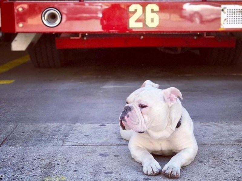 紐約消防局有養狗傳統　鬥牛犬Riggs成人氣吉祥物（圖／寵毛網）