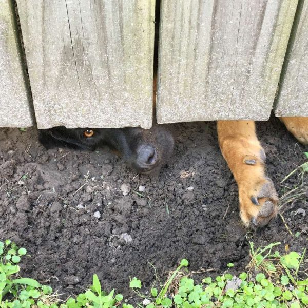 查理現在每天出門經過院子時，都會看到牠的狗鼻子，有時候腳交也會伸過來～他不常看到隔壁鄰居，但跟他家的狗倒是越來越熟了！