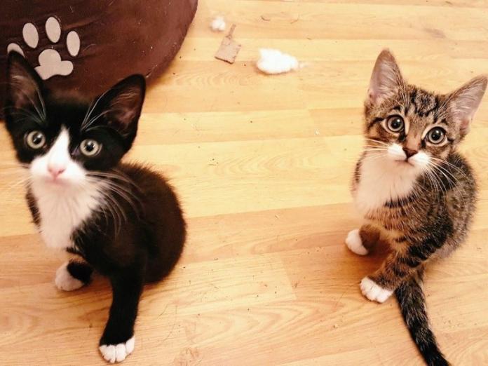 貓兄弟出生只有二隻腳　互相扶持打氣過開朗貓生！（圖／寵毛網）