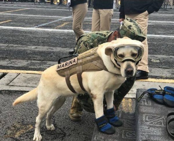 Frida在去年的地震中擔任搜救犬的角色，成功幫忙定位救出12名受困者。（圖／twitter＠JamieoJohnson）