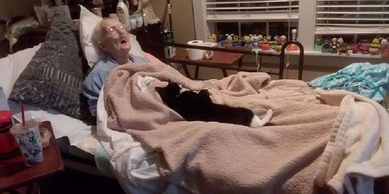 一手帶大牠的奶奶病重　貓咪寸步不離陪伴超感人
