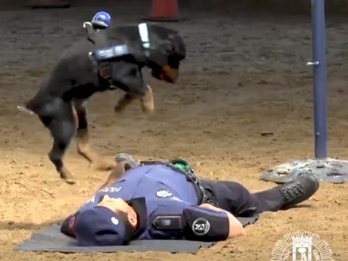 西班牙警犬為人類夥伴CPR　可愛影片網路爆紅！（圖／寵毛網）