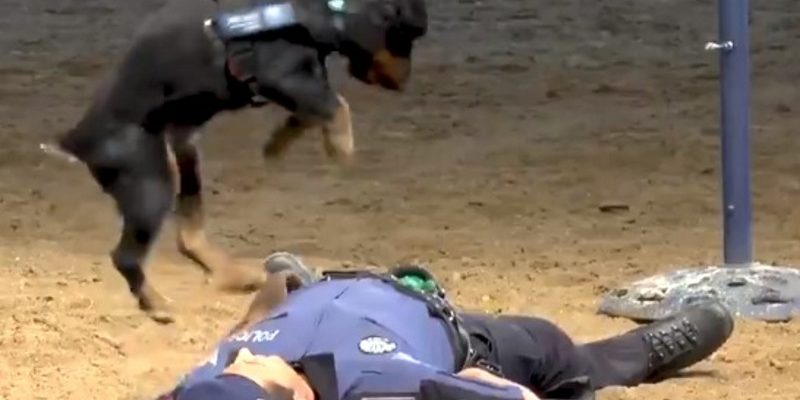 西班牙警犬為人類夥伴CPR　可愛影片網路爆紅！　
