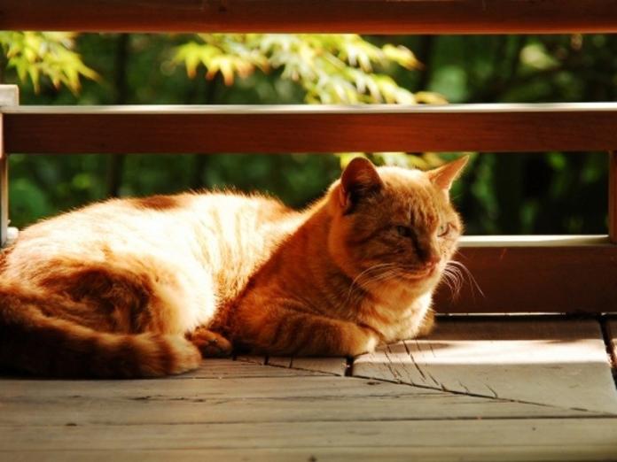 喵星人冷知識／夏天好熱　為何貓咪還是愛曬太陽？（圖／寵毛網）