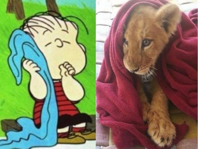 獅子王一定要抱毯子才入睡　只因小時候曾被人類豢養
