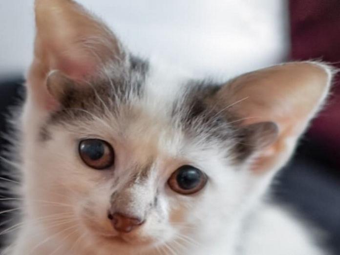 收容所出生的小貓天生有四隻耳朵　萌度加倍！（圖／寵毛網）