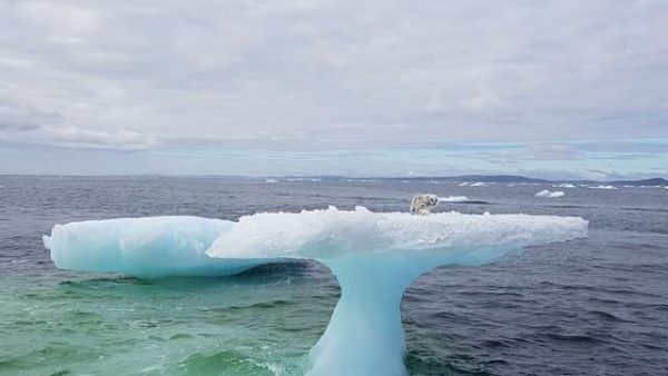 加拿大一艘捕蟹船發現在離岸四英里處的一塊冰山上有一隻動物。