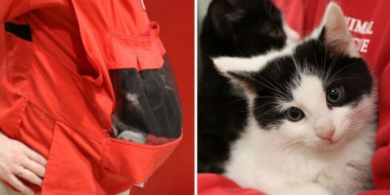 超可愛貓咪育嬰袋　幫助小貓快速被收養
