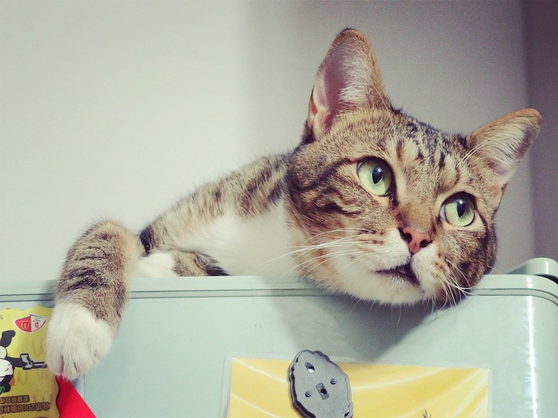 夏季貓奴愛注意　預防喵星人脫水篇（圖／寵毛網）