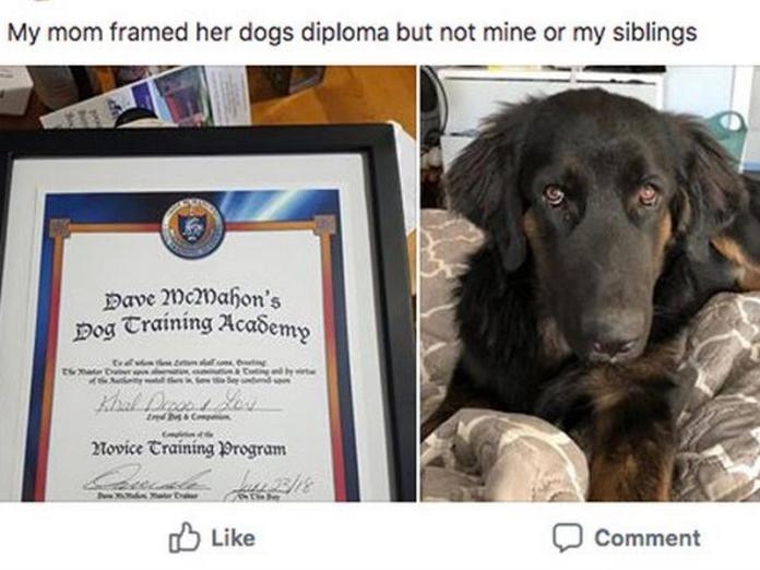 媽媽溺愛狗狗比親生的還疼　連訓練班結業證書也裱框掛
