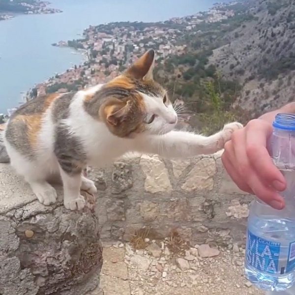 當他們抵達古城科托時，遇到一隻可愛的三花貓。牠不斷用腳輕碰丹尼斯的手和水瓶，示意牠口渴了要喝水～
