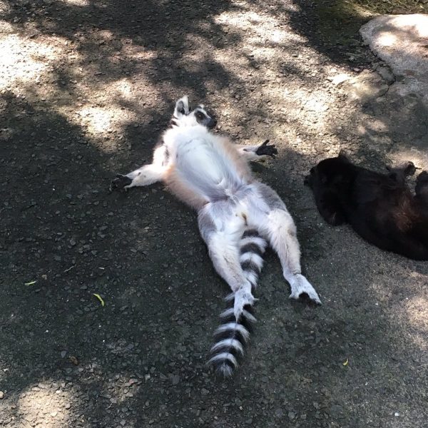 近期因為日本的連續高溫，連環尾狐猴都快熱瘋般的躺在地板上。